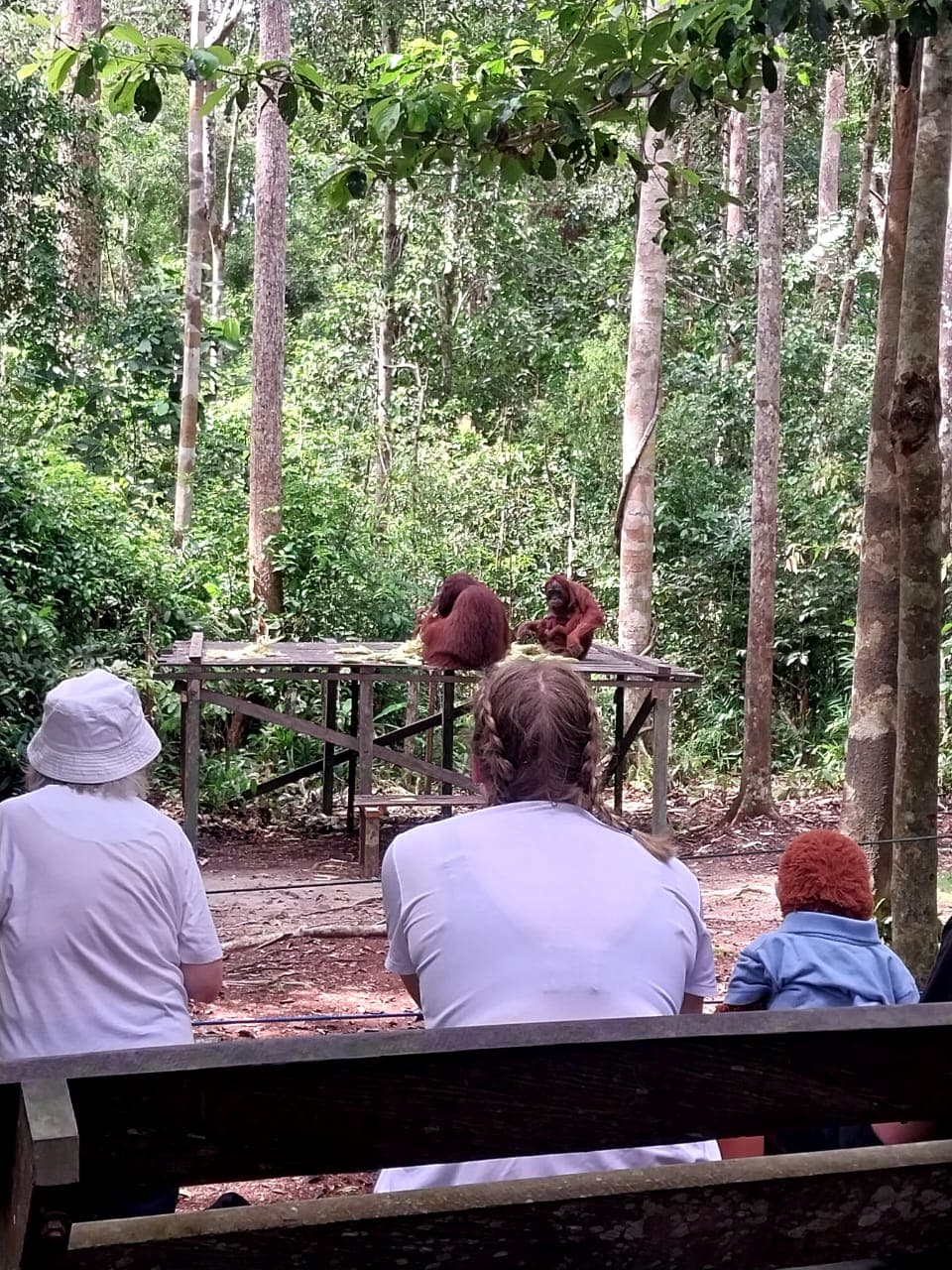 How to See Orangutans in the Wild: The Honest 2026 Guide